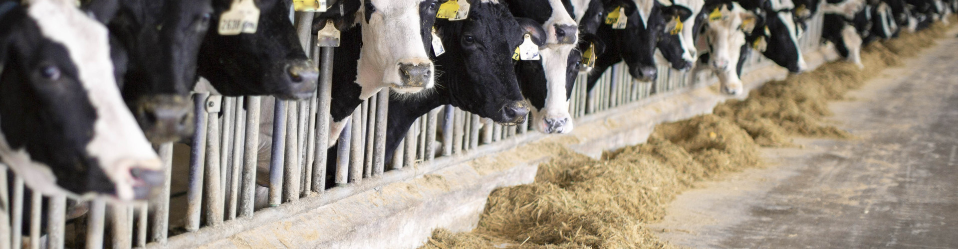 Aufstallung trockener Kühe. Worauf muss ich achten?