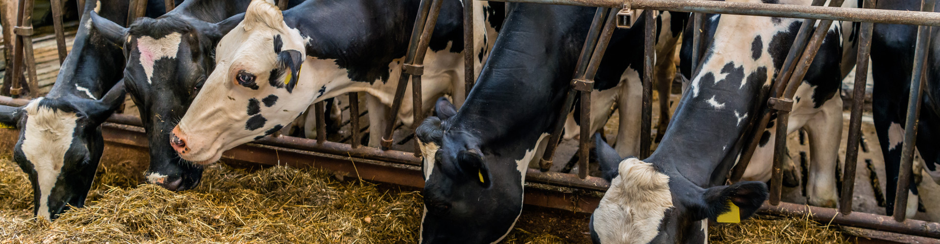 Oplossing voor een negatieve energiebalans