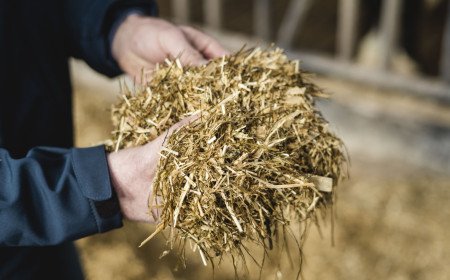 The danger of Clostridia in ruminants