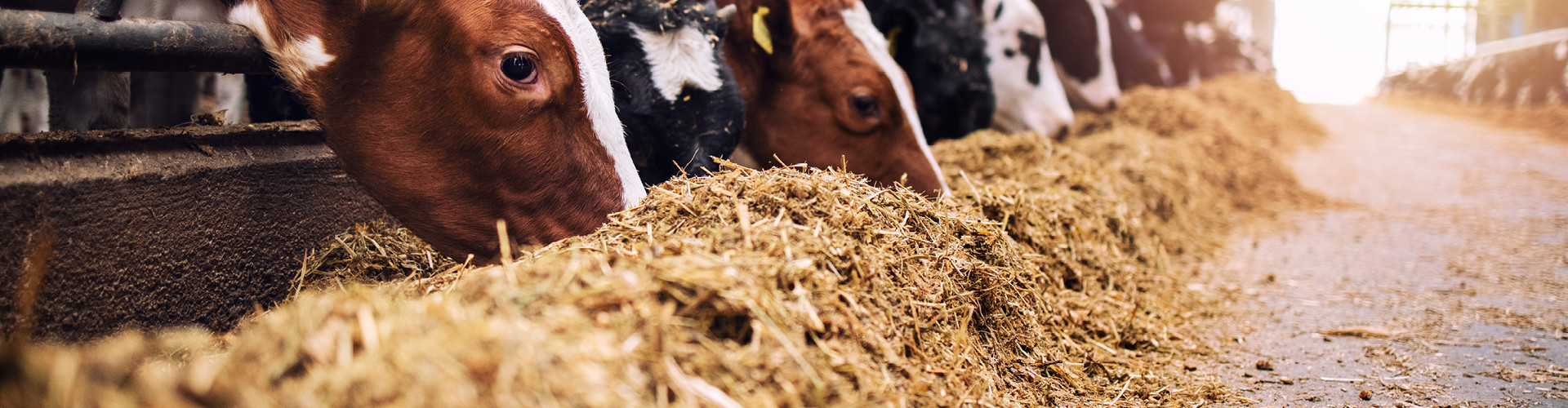 Feed efficiency